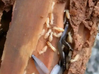 翁牛特白蚁防治公司分享梅雨季白蚁爆发高峰期，全屋防潮防虫实操攻略